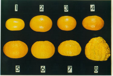 fruit rind texture scale